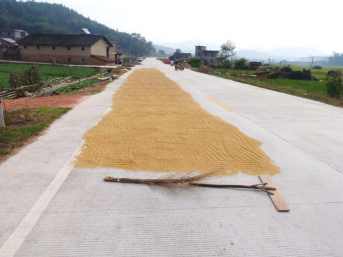 This is husked rice drying on the road.